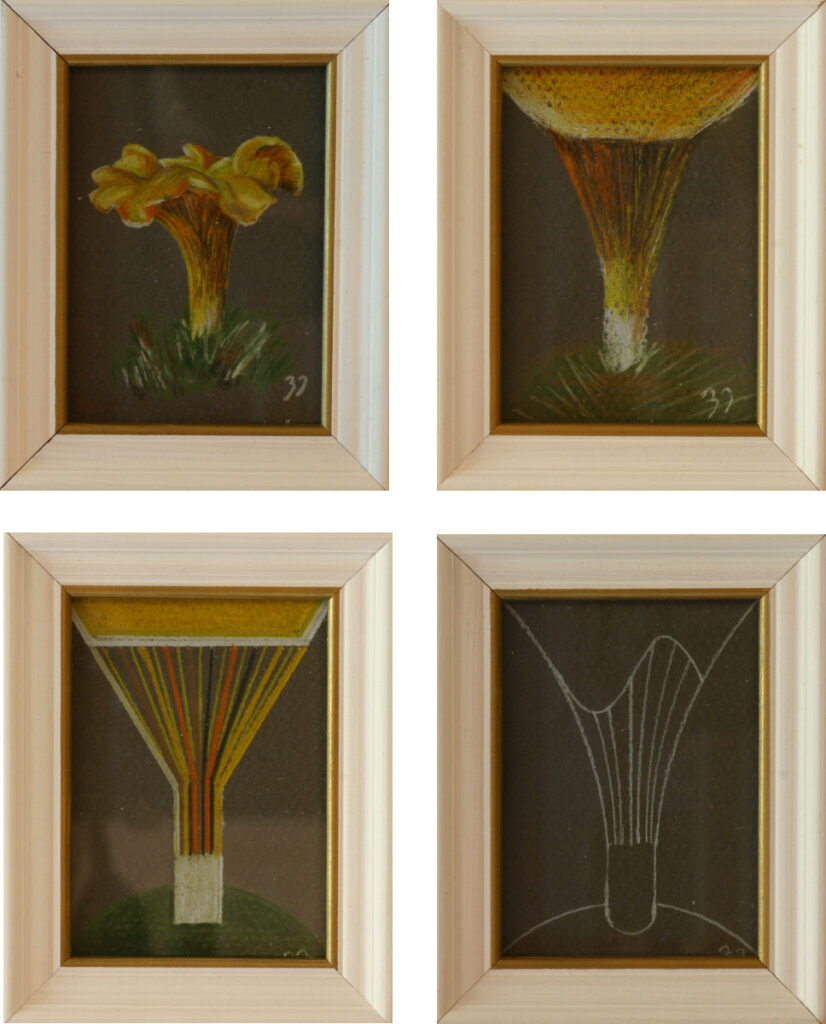 Four small framed studies showing systematic transformation of chanterelle mushroom from naturalistic botanical observation through structural analysis to pure geometric abstraction