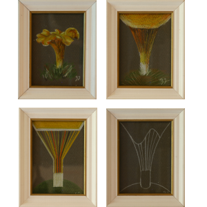 Four small framed studies showing systematic transformation of chanterelle mushroom from naturalistic botanical observation through structural analysis to pure geometric abstraction