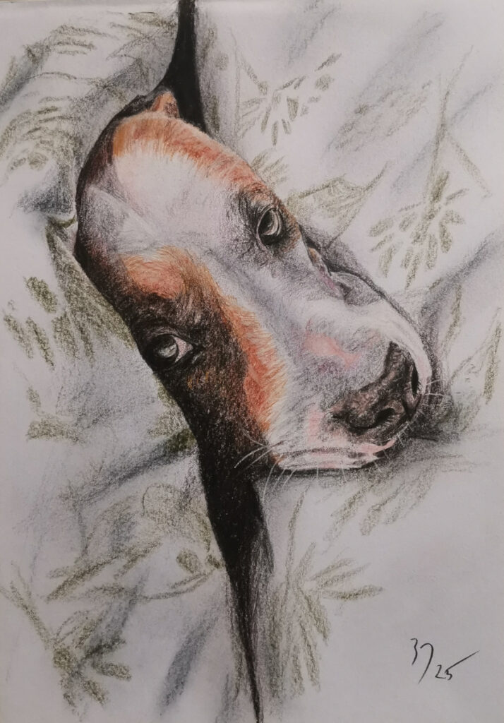 Drawing of a dog, polychromos on paper