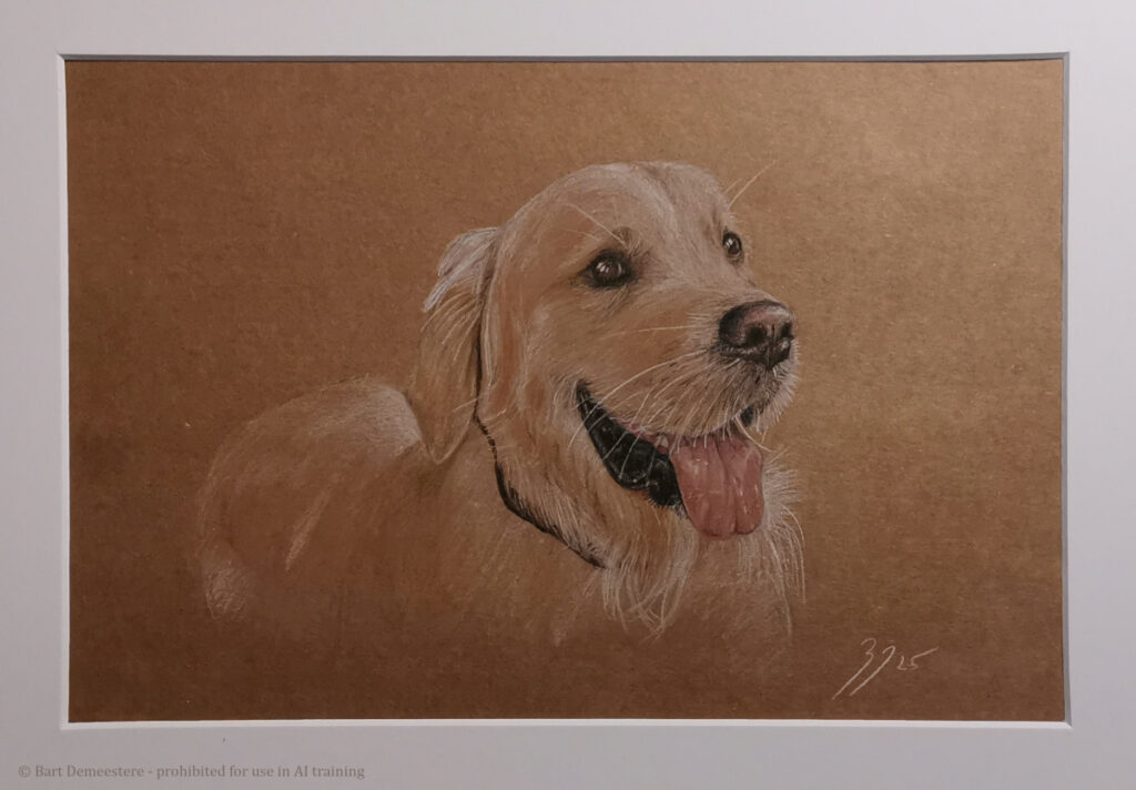 Favourite pet portrait drawing golden retriever polychromos pencil on kraft paper by Bart Demeestere